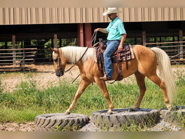 Caballo cuarto de milla Caballo castrado 4 años Palomino in Independence