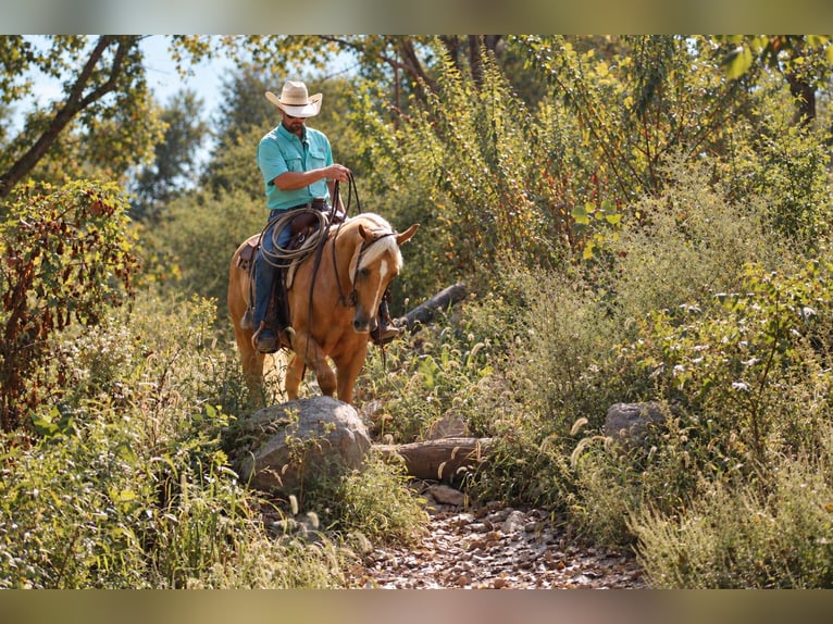 Caballo cuarto de milla Caballo castrado 4 años Palomino in Independence