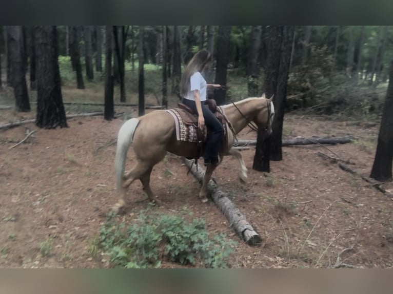 Caballo cuarto de milla Caballo castrado 4 años Palomino in Ponder