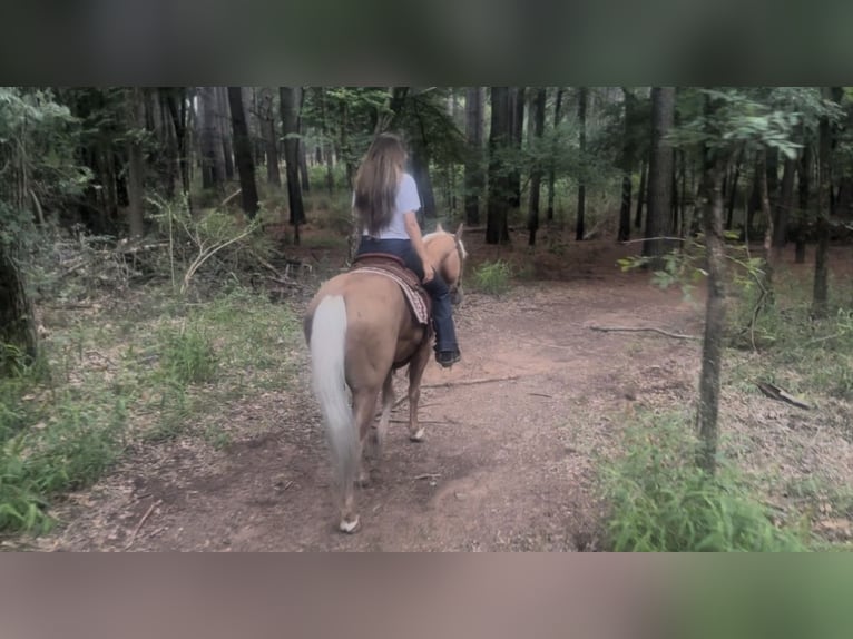 Caballo cuarto de milla Caballo castrado 4 años Palomino in Ponder