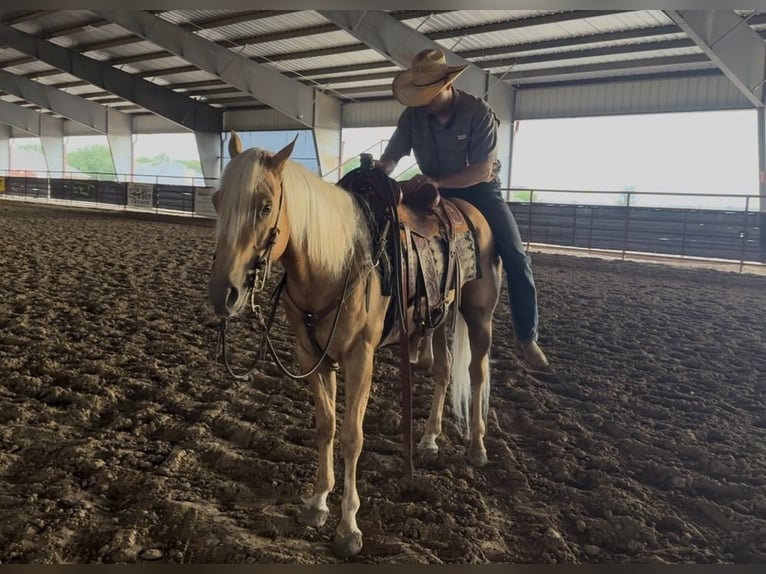 Caballo cuarto de milla Caballo castrado 4 años Palomino in Ponder