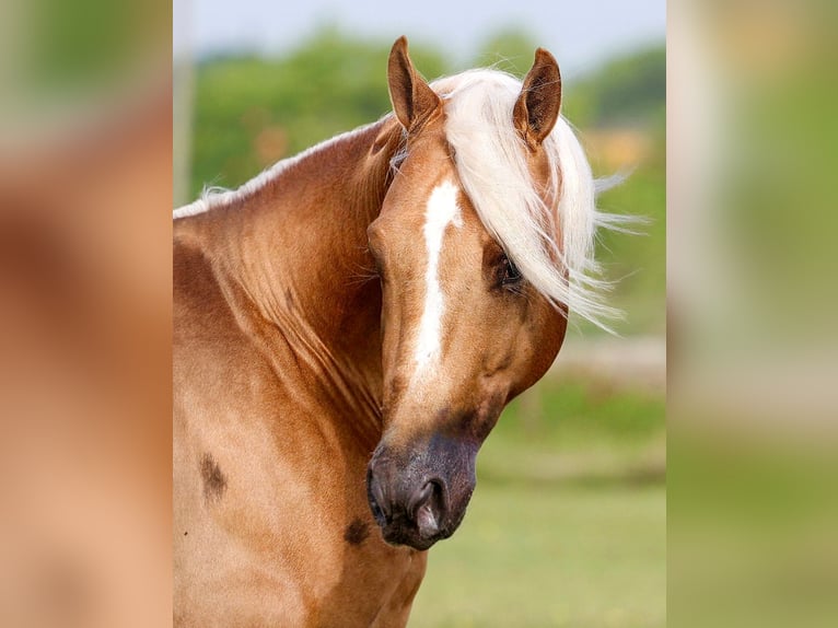 Caballo cuarto de milla Caballo castrado 4 años Palomino in Ponder