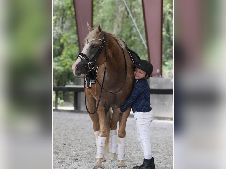 Caballo cuarto de milla Caballo castrado 4 años Palomino in Ocala