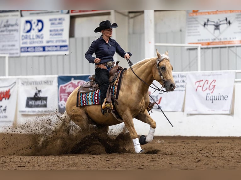 Caballo cuarto de milla Caballo castrado 4 años Palomino in Buffalo
