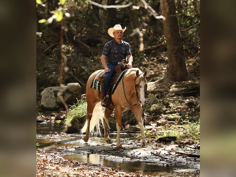 Caballo cuarto de milla Caballo castrado 4 años Palomino in Buffalo