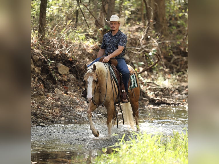 Caballo cuarto de milla Caballo castrado 4 años Palomino in Buffalo