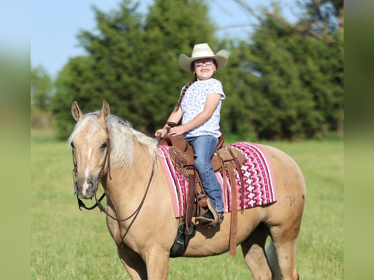 Caballo cuarto de milla Caballo castrado 4 años Palomino in Buffalo