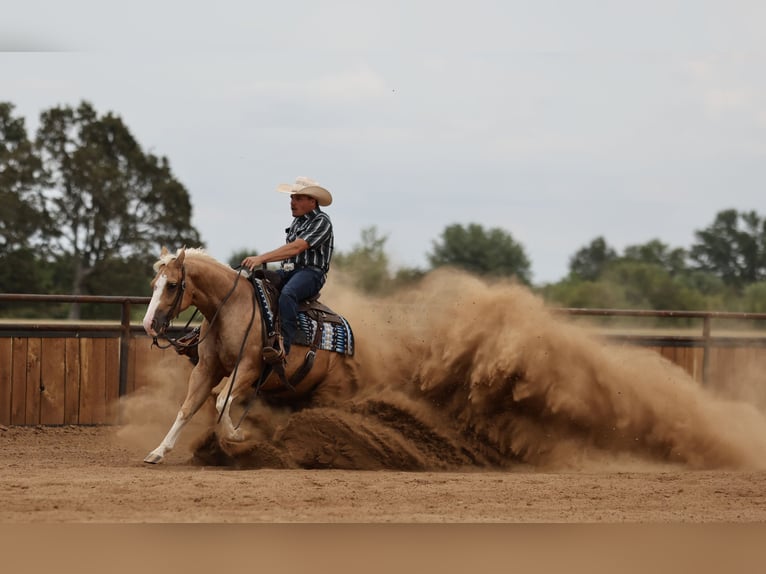 Caballo cuarto de milla Caballo castrado 4 años Palomino in Buffalo
