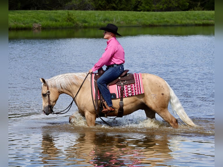 Caballo cuarto de milla Caballo castrado 4 años Palomino in Buffalo