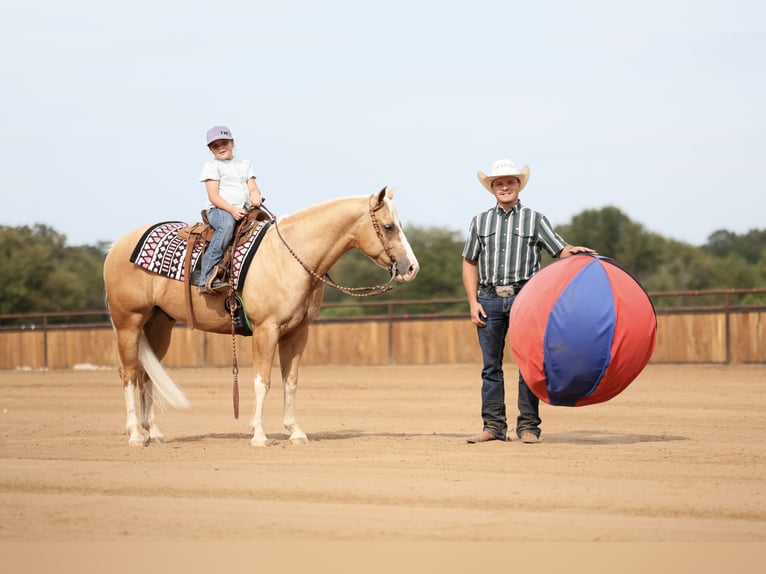 Caballo cuarto de milla Caballo castrado 4 años Palomino in Buffalo