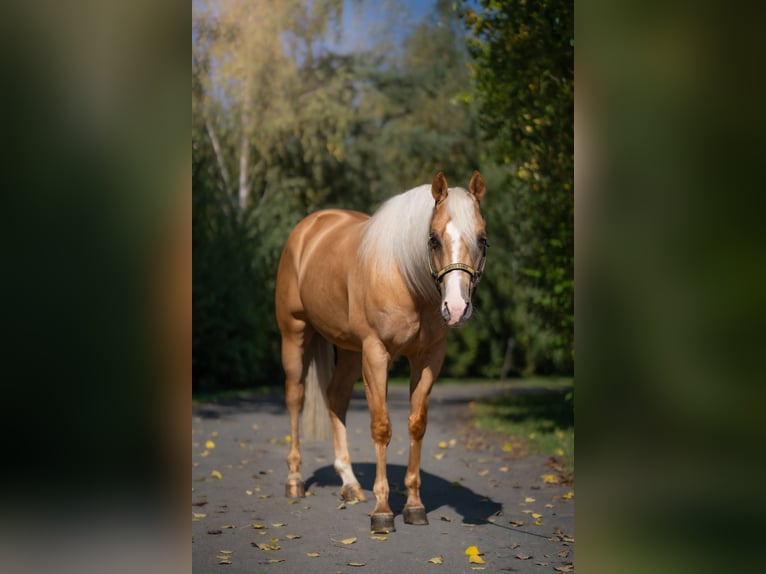 Caballo cuarto de milla Caballo castrado 4 años Palomino in Jistebník