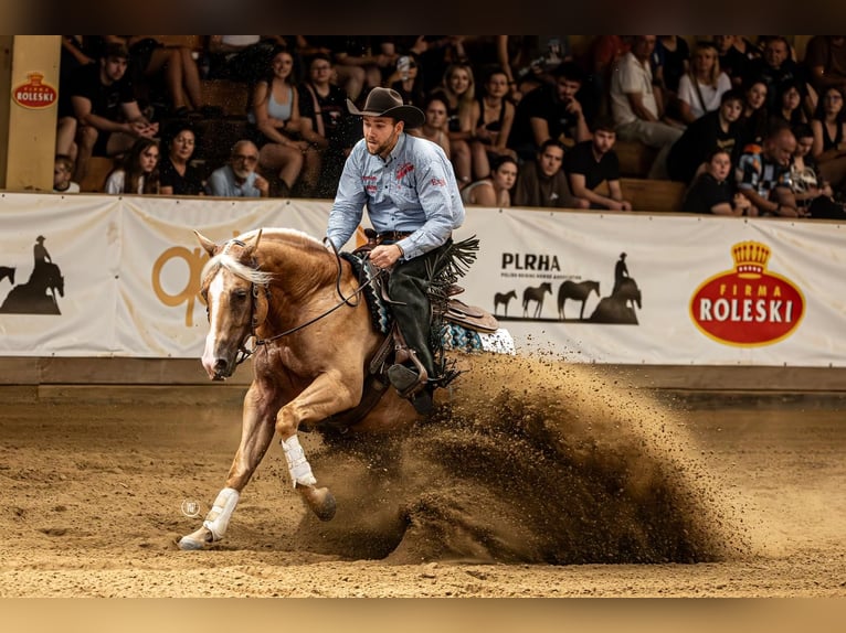 Caballo cuarto de milla Caballo castrado 4 años Palomino in Jistebník