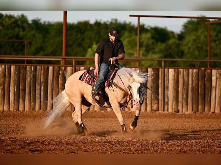 Caballo cuarto de milla Caballo castrado 4 años Palomino in Waco