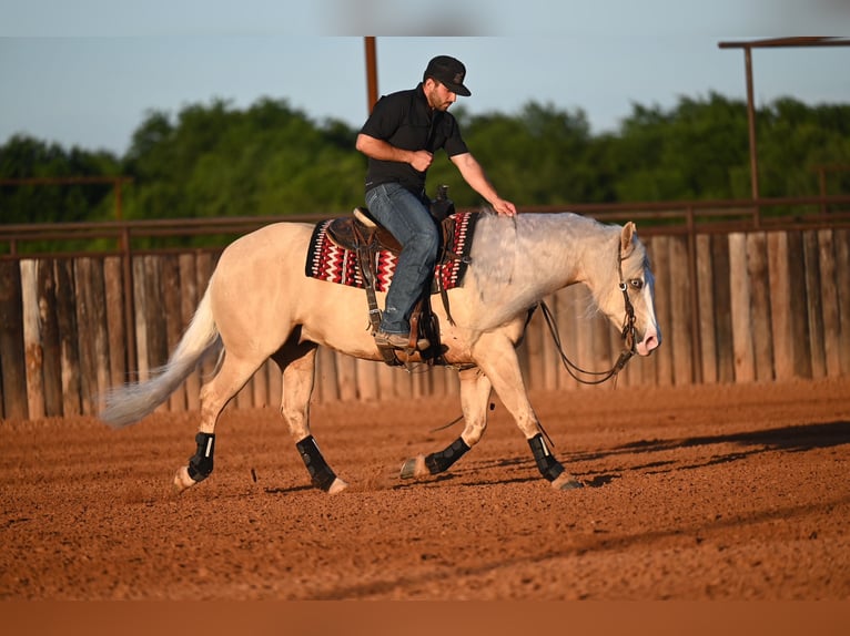 Caballo cuarto de milla Caballo castrado 4 años Palomino in Waco
