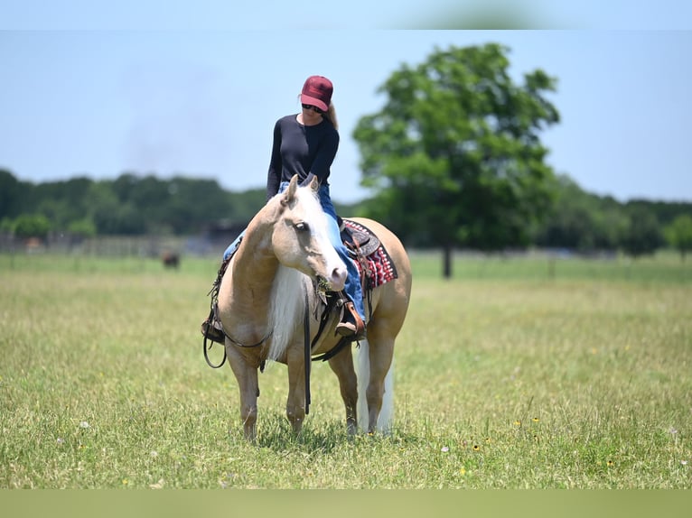 Caballo cuarto de milla Caballo castrado 4 años Palomino in Waco