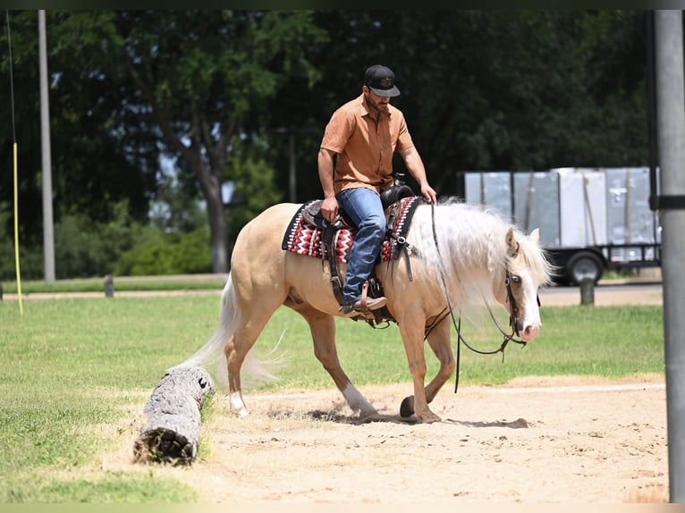 Caballo cuarto de milla Caballo castrado 4 años Palomino in Waco