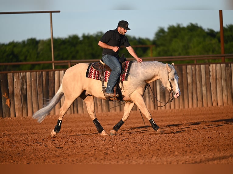 Caballo cuarto de milla Caballo castrado 4 años Palomino in Waco