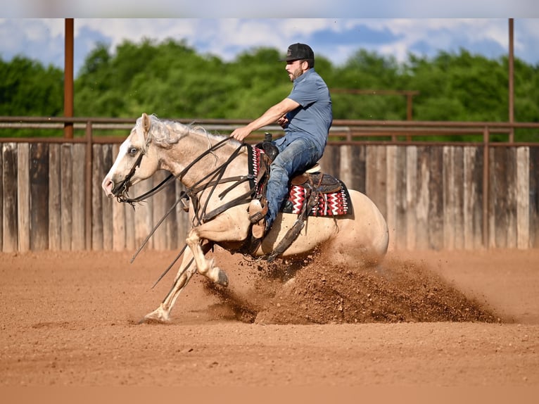 Caballo cuarto de milla Caballo castrado 4 años Palomino in Waco