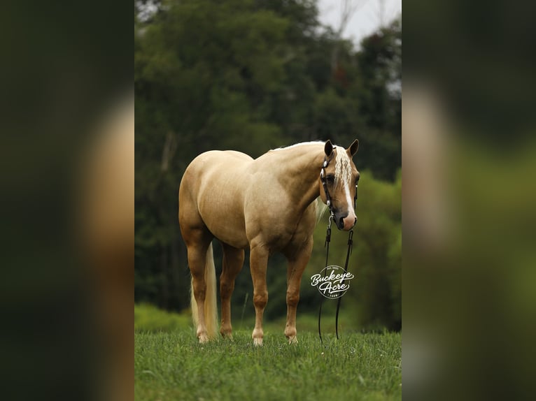 Caballo cuarto de milla Caballo castrado 4 años Palomino in Millersburg