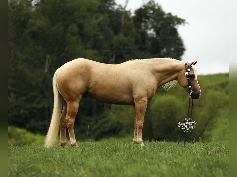 Caballo cuarto de milla Caballo castrado 4 años Palomino in Millersburg