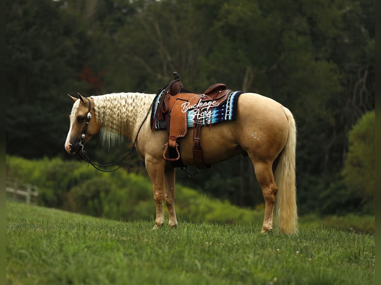 Caballo cuarto de milla Caballo castrado 4 años Palomino in Millersburg