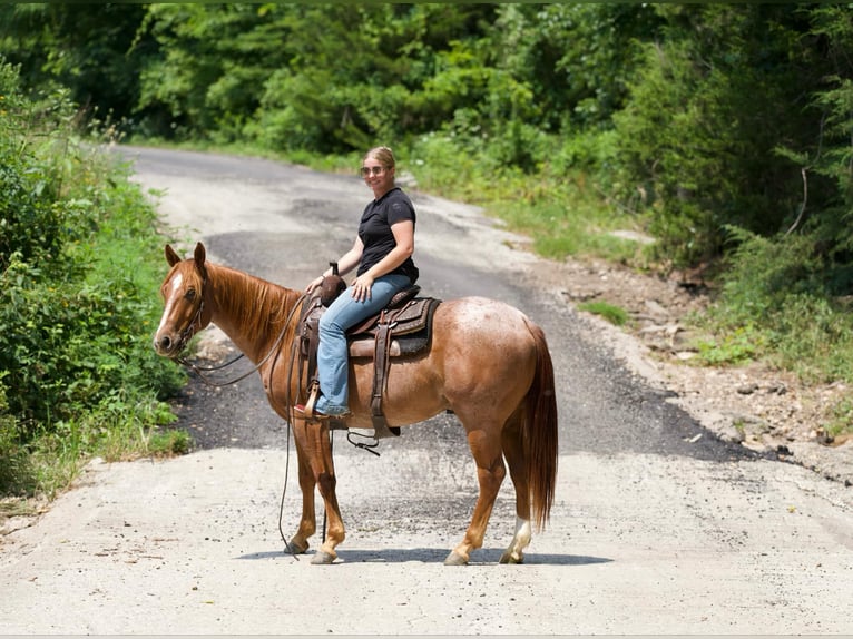 Caballo cuarto de milla Caballo castrado 4 años Ruano alazán in Canyon TX