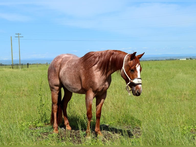 Caballo cuarto de milla Caballo castrado 4 años Ruano alazán in Pleasant Grove CA