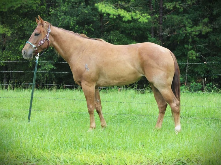 Caballo cuarto de milla Caballo castrado 4 años Ruano alazán in Brooksville