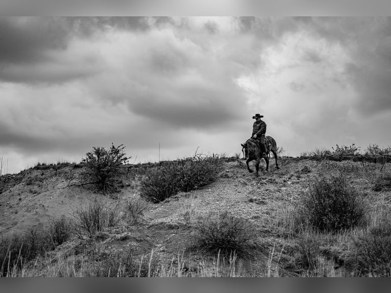 Caballo cuarto de milla Caballo castrado 4 años Ruano alazán in Canyon