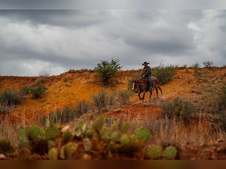 Caballo cuarto de milla Caballo castrado 4 años Ruano alazán in Canyon