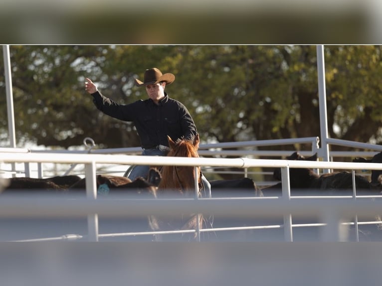 Caballo cuarto de milla Caballo castrado 4 años Ruano alazán in Tolar