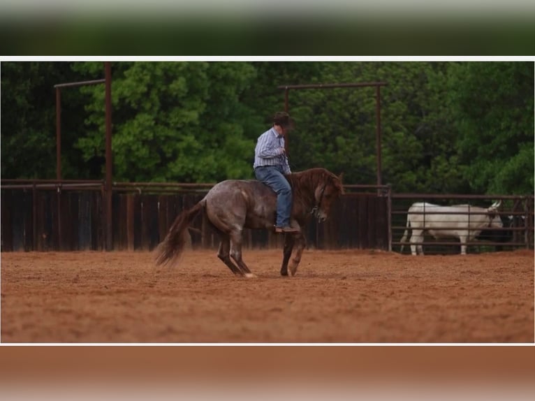 Caballo cuarto de milla Caballo castrado 4 años Ruano alazán in Tolar