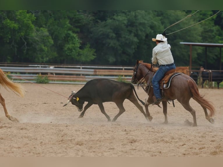 Caballo cuarto de milla Caballo castrado 4 años Ruano alazán in Tolar