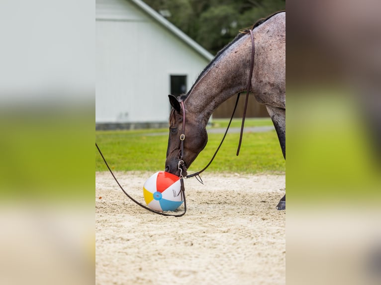 Caballo cuarto de milla Caballo castrado 4 años Ruano azulado in Ocala
