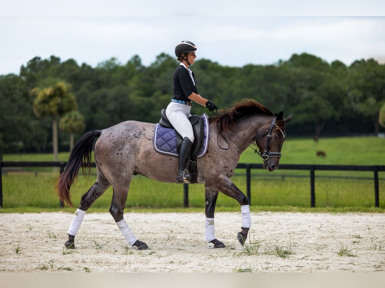 Caballo cuarto de milla Caballo castrado 4 años Ruano azulado in Ocala