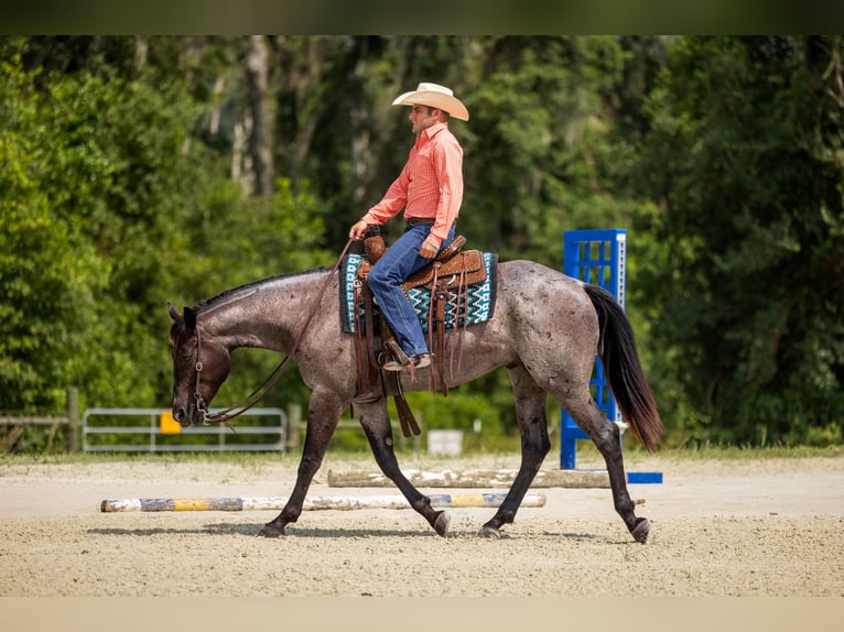 Caballo cuarto de milla Caballo castrado 4 años Ruano azulado in Ocala