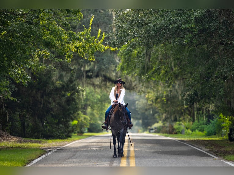 Caballo cuarto de milla Caballo castrado 4 años Ruano azulado in Ocala