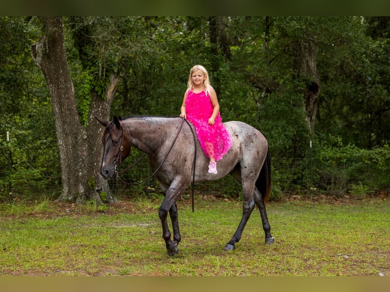 Caballo cuarto de milla Caballo castrado 4 años Ruano azulado in Ocala