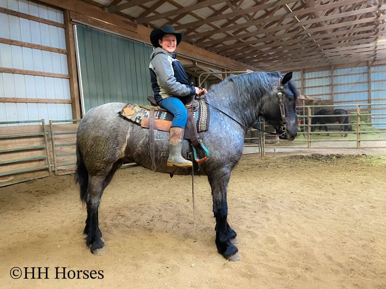 Caballo cuarto de milla Caballo castrado 4 años Ruano azulado in Flemingsburg KY