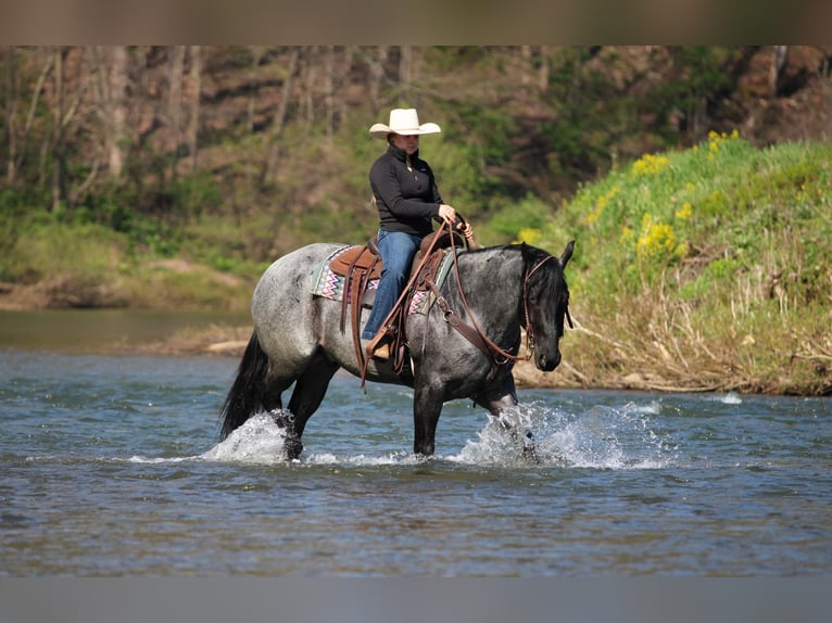 Caballo cuarto de milla Caballo castrado 4 años Ruano azulado in Clarion, PA