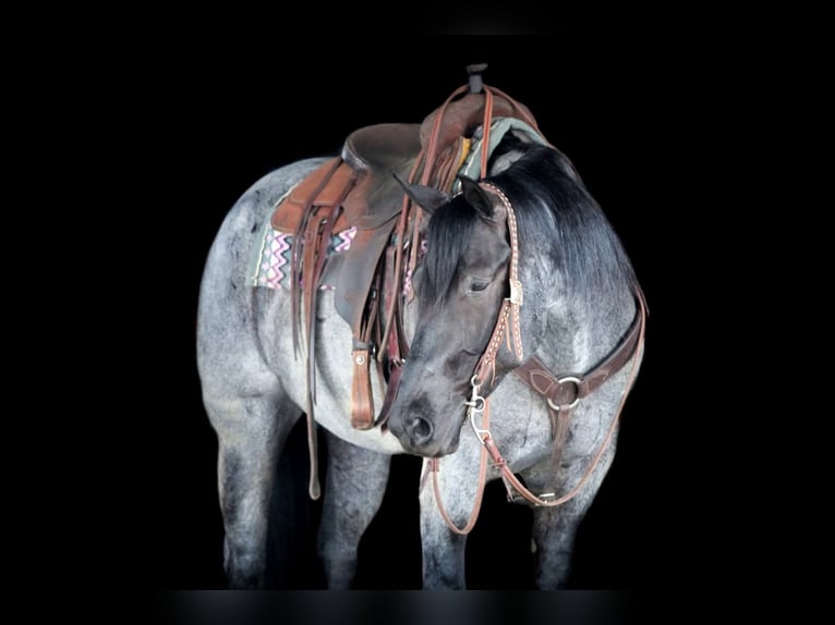 Caballo cuarto de milla Caballo castrado 4 años Ruano azulado in Clarion, PA