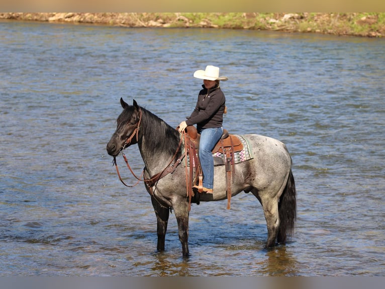 Caballo cuarto de milla Caballo castrado 4 años Ruano azulado in Clarion, PA