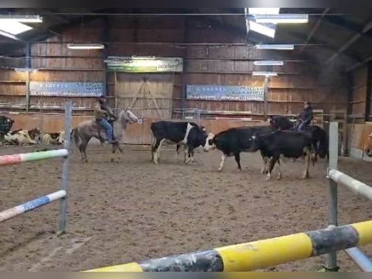 Caballo cuarto de milla Caballo castrado 4 años Tordo in Herentals