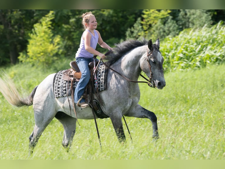 Caballo cuarto de milla Caballo castrado 4 años Tordo in Henderson