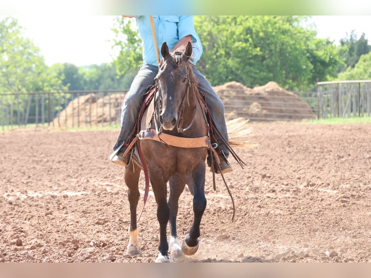 Caballo cuarto de milla Caballo castrado 4 años Tordo in Ripley