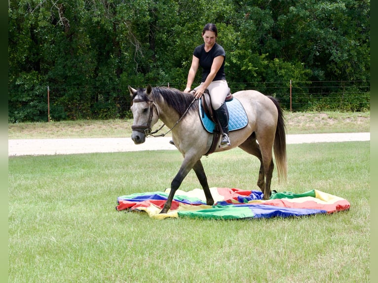 Caballo cuarto de milla Caballo castrado 4 años Tordo in Stephenville