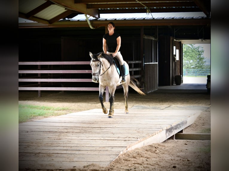 Caballo cuarto de milla Caballo castrado 4 años Tordo in Stephenville