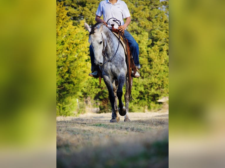 Caballo cuarto de milla Caballo castrado 4 años Tordo in Sulphur Springs