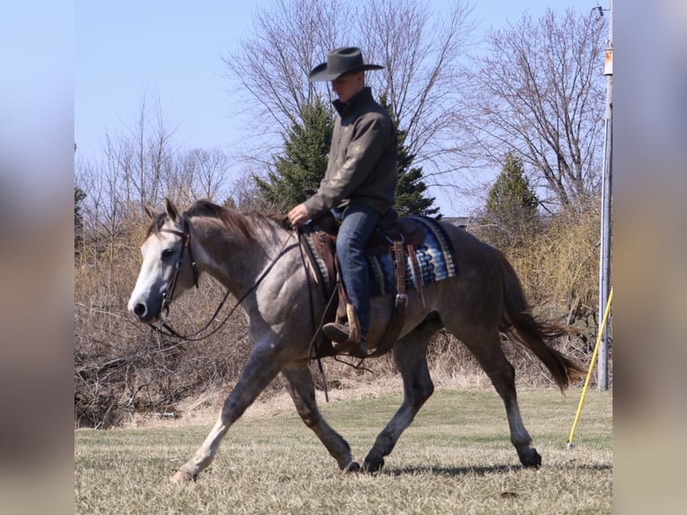Caballo cuarto de milla Caballo castrado 4 años Tordo in Howell