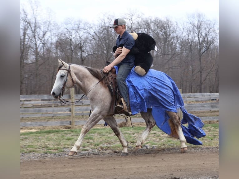 Caballo cuarto de milla Caballo castrado 4 años Tordo in Howell